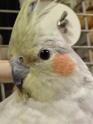 ミクダヨーの紹介 ミクダヨーの紹介