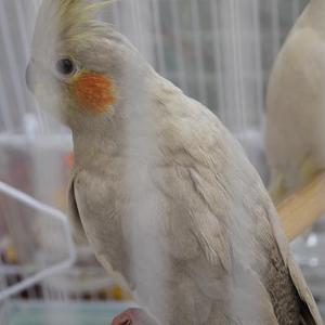 ミクダヨーの紹介 ミクダヨーの紹介