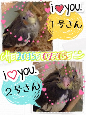 2015.07.06*もう鳥です 2015.07.06*もう鳥です