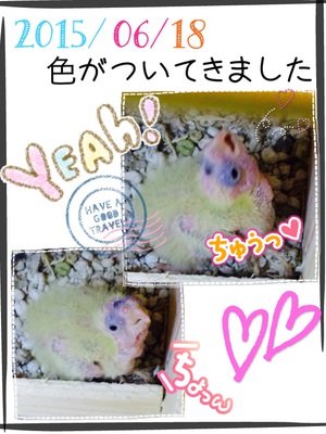 2015.07.06*もう鳥です 2015.07.06*もう鳥です