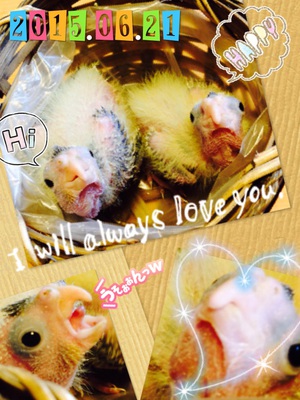 2015.06.21*ヒナになってきた♪ 2015.06.21*ヒナになってきた♪