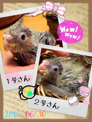 2015.07.06*もう鳥です 2015.07.06*もう鳥です