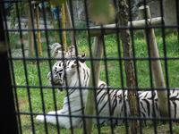 ユウさんと動物園