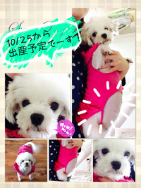 ふぁ~ふぁさん!出産予定