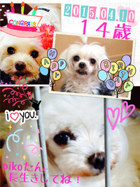 15.04.10PIKO14歳