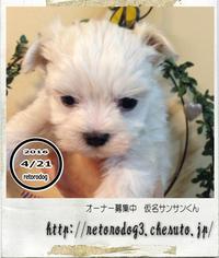 16.03.14生まれマルチーズ【募集終了】