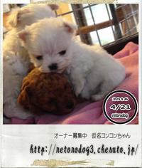 仔犬最新情報更新16.04.23