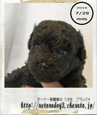 16.07.08生まれトイプードル【募集終了】