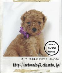 16.08.26生まれトイプードル【募集終了】