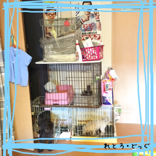 リビングが動物園 リビングが動物園