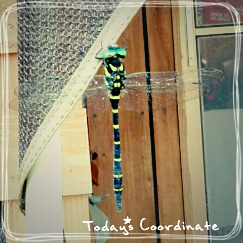 カマキリのトリデ。 カマキリのトリデ。
