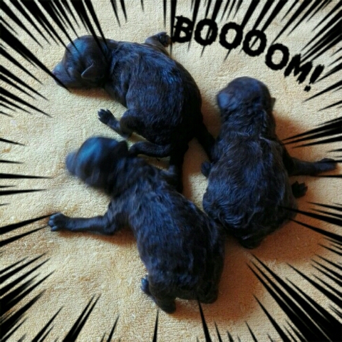 うまれたー! うまれたー!