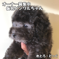 【決まりました】9/30生まれトイプードル