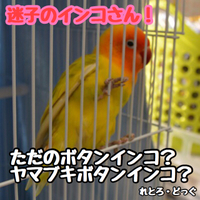 インコさんの里親決定！