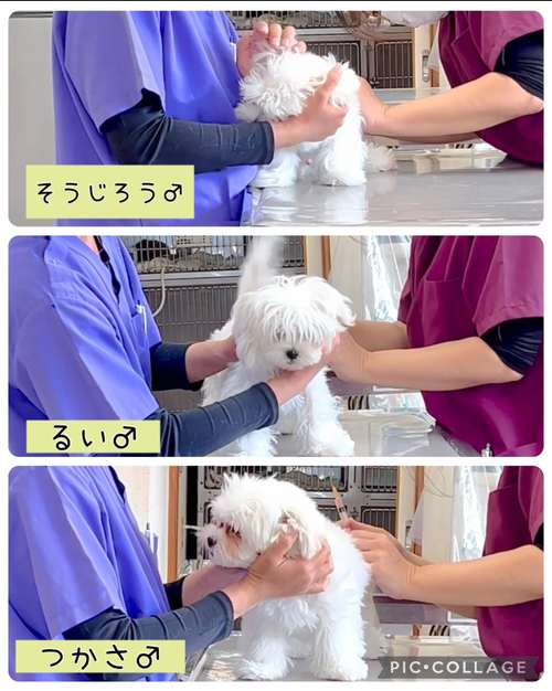3回目のワクチン接種 3回目のワクチン接種