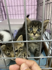 保護猫譲渡会、始まりました！！