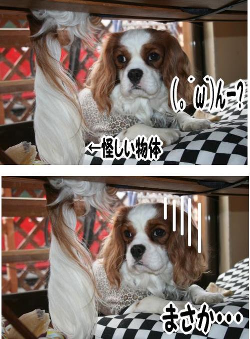 ウエアは誰のもの???