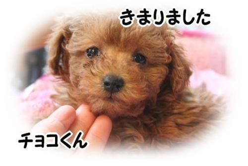 １／４生まれ★仔犬情報