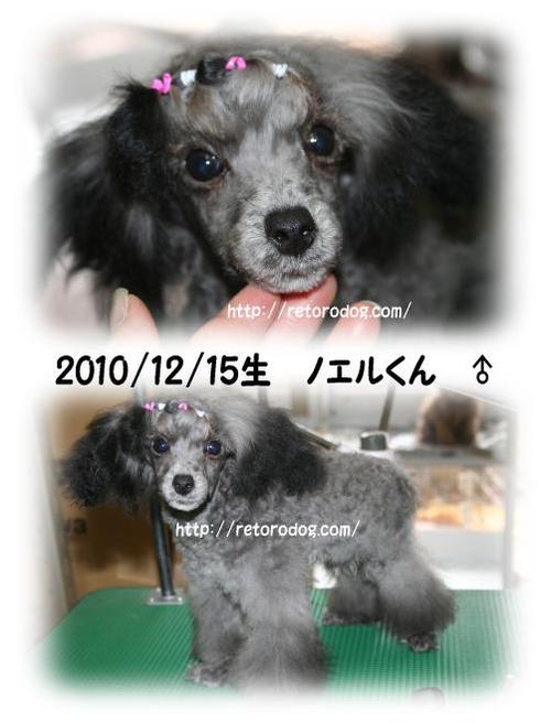 12/15生まれ仔犬情報