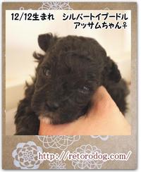 ドッグフードお得キャンペーン☆