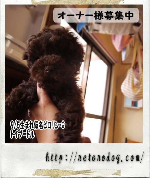 9/5生まれ★仔犬情報