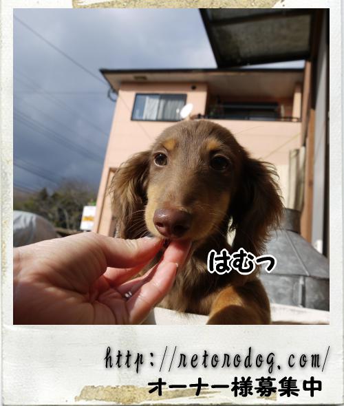 10/15生まれ*仔犬情報