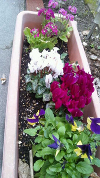 庭のお花に学ぶこと