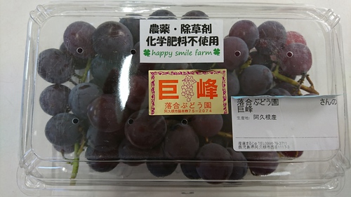 旬のぶどうたくさんありますよ！