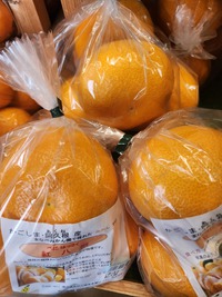 サクサク感がたまらない柑橘！
