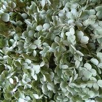 アナベル紫陽花