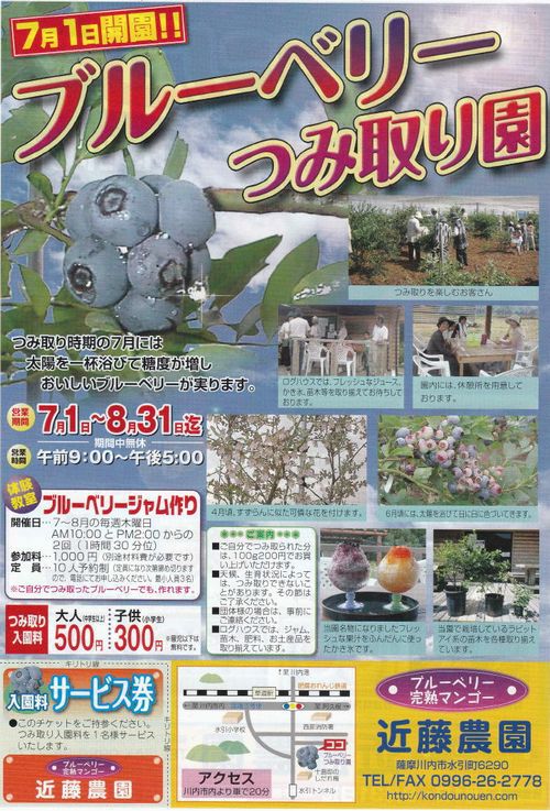 ブルーベリーつみ取り園開園中 ブルーベリーつみ取り園開園中