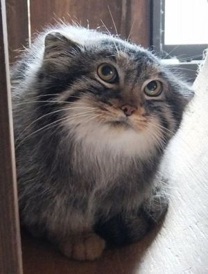 マヌルネコ マヌルネコ