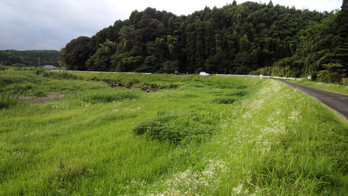 草払い前 草払い前