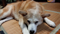サクラの憂鬱 2015/07/01 20:36:56