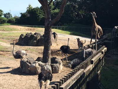 地元のかごしま材で作られた動物園 平川動物公園 住まいずの社長ブログ