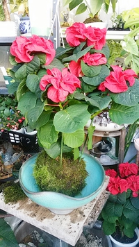 出店者紹介⑤　　かるこけバード 2018/11/19 08:36:00