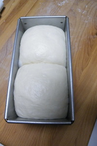 食パン~ホシノ~