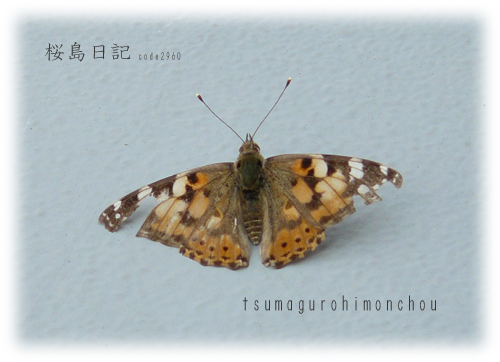 2008/6/20の桜島