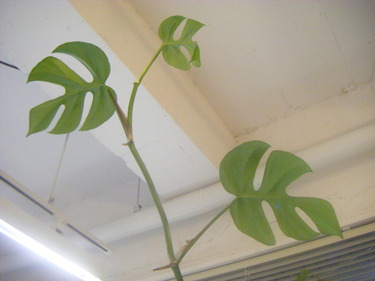 観葉植物(^0^)