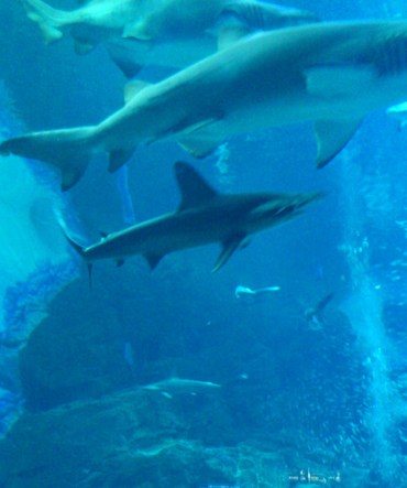 マリンワールド海の中道、水族館(^O^)