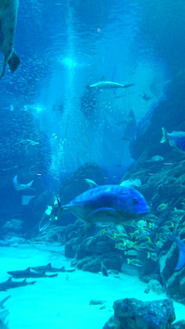マリンワールド海の中道、水族館(^O^)