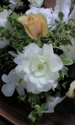きれいな花