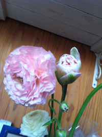 ＊今週のお部屋のお花＊