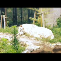 しょうぶ園へ行きました。