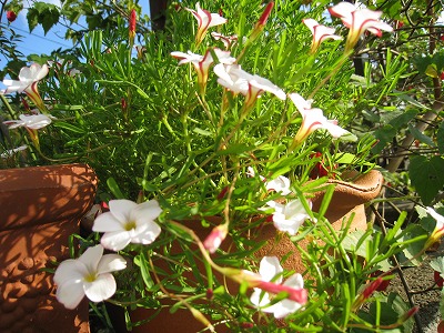 ボーダー花壇その後♪