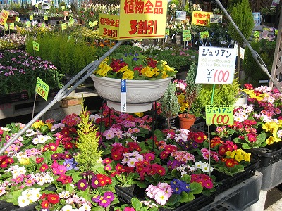 また加世田へ♪
