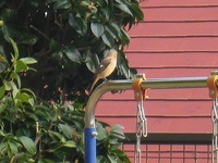 花いじり♪