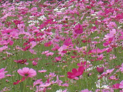 慈眼寺コスモス園