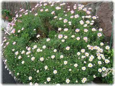 花壇のお花♪