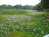 お花見ドライブ♪南薩編　byキティ’ｓ